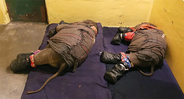 The Creative vet comes up with a special way to help two young elephants get to sleep