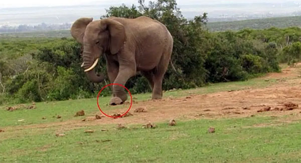 Elephant Playing With A Moving Tortoise In A Hilarious Footage