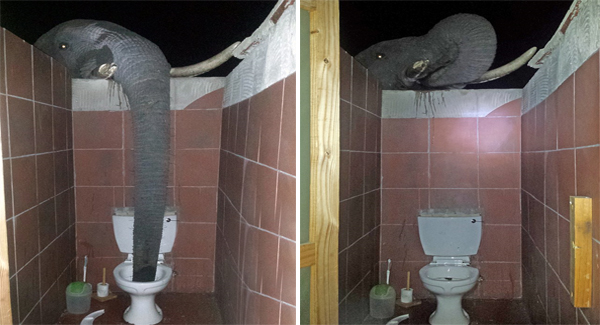 Call Of Nature! Elephants Take Over Resort Bathrooms For A Quick Drink Out Of The ᴛᴏɪʟᴇᴛs And Showers