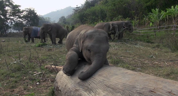 This Cute Baby Elephant Sᴛᴇᴀʟs The Show When A Camera Is Filming