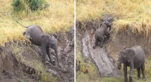 Little Elephants Are Having Fun On Mud Slide With Unique Tactics