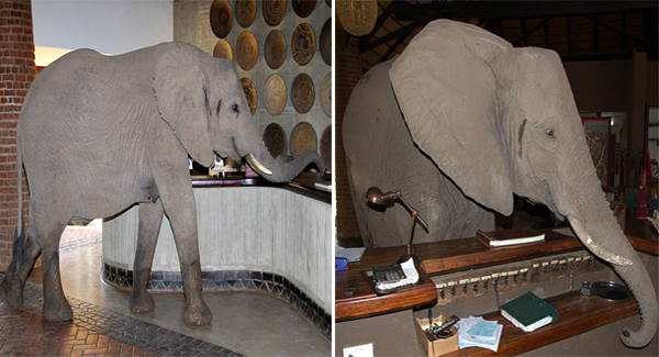 Hungry Elephant Strolls Through Hotel Reception As It Takes A Shortcut To Its Favourite Fruit Tree