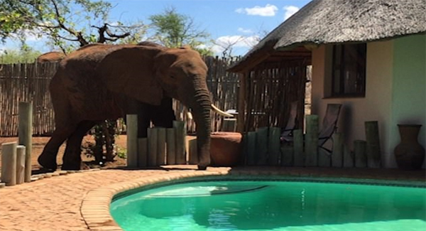 Cheeky Elephant Sneaks Into The Cottage And Encounters The Ranger To Drink From The Pool