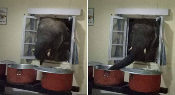 Wild Elephant Sneaks Into An Army To Sᴛᴇᴀʟ Rice Causing Storms On Social Networks