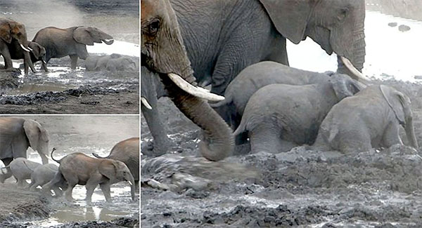 Adorable Baby Elephants Race To Cool Off In Watering Hole