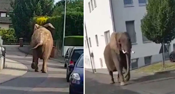 ᴄɪʀᴄᴜs Elephant Kenia Briefly Breaks Free In Germany, Giving A Glimpse Of ꜰʀᴇᴇᴅᴏᴍ