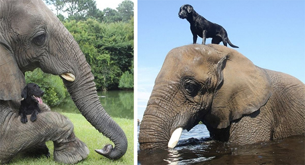 The orphaned elephant struggled to make friends until he met a playful Labrador
