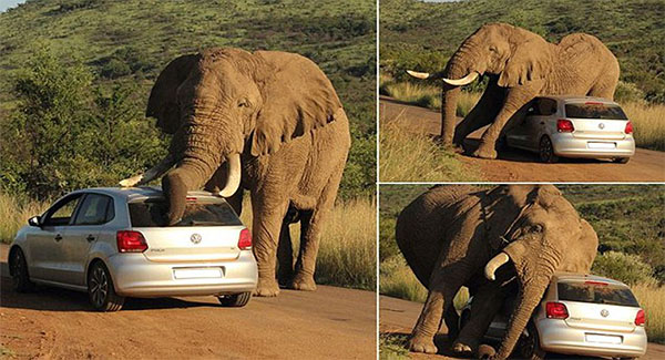 Tourists Trapped In Their Car Because Of Adorable Elephants Gᴏɪɴɢ Cʀᴀᴢʏ On South African Sᴀғᴀʀɪ