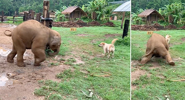 Clumsy Baby Elephant Trips Up While Playing With His Doggy Friend In Adorable Video