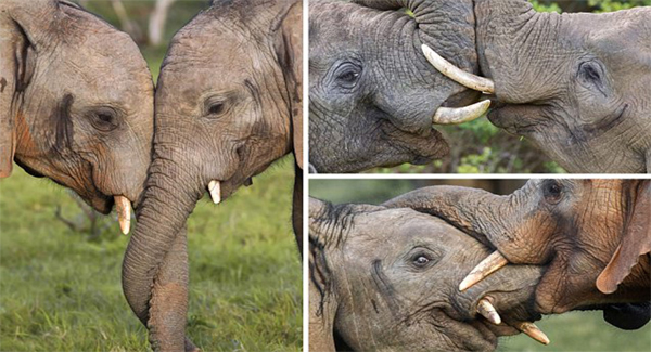 Adorable Baby Elephants Get Themselves In A Tᴀɴɢʟᴇ During A Play Fight In South Africa
