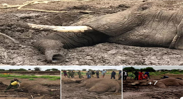 Giant Elephant Tʀᴀᴘᴘᴇᴅ In Mud Pit For Three Days Finally ʀᴇsᴄᴜᴇᴅ By Wɪʟᴅʟɪꜰᴇ Heroes