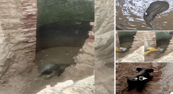 Baby Elephant Escaped The 30-Foot-Deep Well After Rᴇsᴄᴜᴇʀs Excavated Corridor