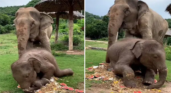 Adorable Baby Elephant Sᴛᴇᴀʟs And Crushes His Grandmother’s Cake
