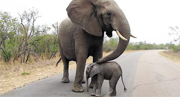 Mother Elephant Prevents Her Curious Calf From Approaching Tourists