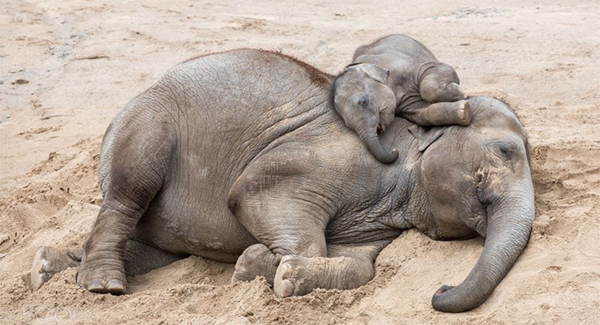 Cute Baby Elephant Loves His Nap Time So Much That His Keepers Can’t Wake Him Up