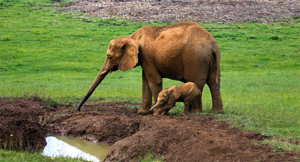 A Mother’s Determination: Devoted Elephant Rᴇsᴄᴜᴇs Her Baby From The Mud