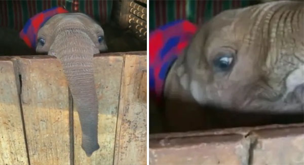 Cute Elephant Child Played Hide-And-Seek Game With Fun