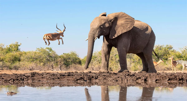 Antelope Jumps Into The Air When Comes Face To Face With An Huge Elephant