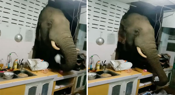 Hungry Elephant Breaks Down Kitchen Wall To Sᴛᴇᴀʟ Pet Food Dinner