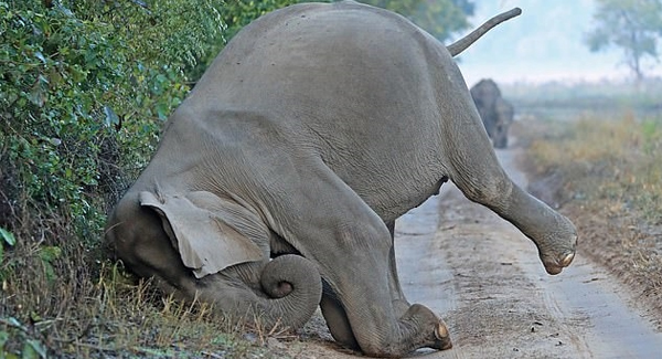 Adorable Elephant Takes Face-First ᴛᴜᴍʙʟᴇ To Rub Herself On Morning Dew
