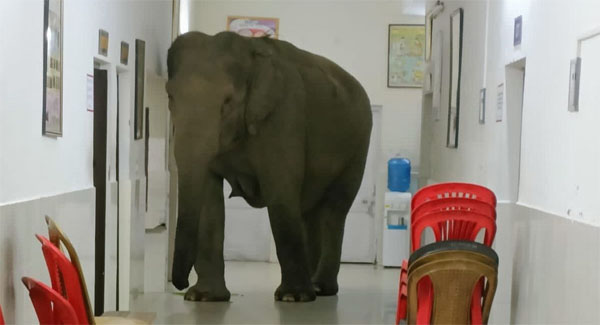 Three Wɪʟᴅ Elephants Seen Wandering Around Hospital Corridors, People Call It A Surprise Inspection