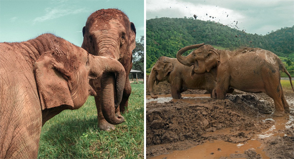 Elephants That Had Been Used As Sʟᴀᴠᴇs For Up To Eighty Years Are Having The Time Of Their Lives After They Were Fʀᴇᴇᴅ From Their Owners In Thailand