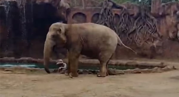 Astonishing Moment Elephant Call For Help Saves ᴅʀᴏᴡɴɪɴɢ Antelope At Zoo