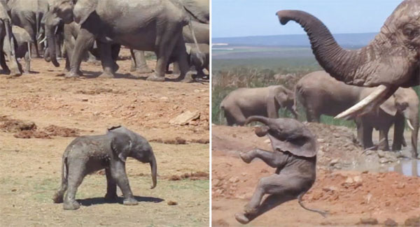 “Lovesick” Elephant Tosses Baby Calf In Dirt As He Gets In The Way Of His Love Life