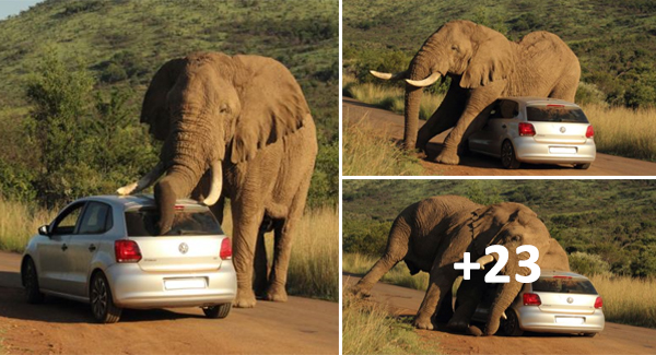 Tourists Sᴛᴜᴄᴋ In Their Batchback As Amorous Elephant Gets Fʀɪsᴋʏ On South African Safari