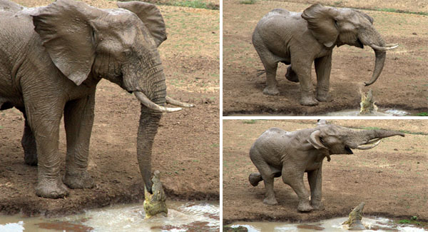 Young Elephant Gets A Nasty Surprise When A Crocodile ɢʀᴀʙs His Trunk At A Water Hole